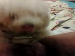 To relax, a kinky woman has her devoted small pet dog lick her pussy.